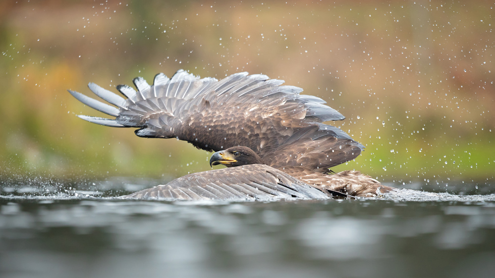 White-tailed eagle von Milan Zygmunt