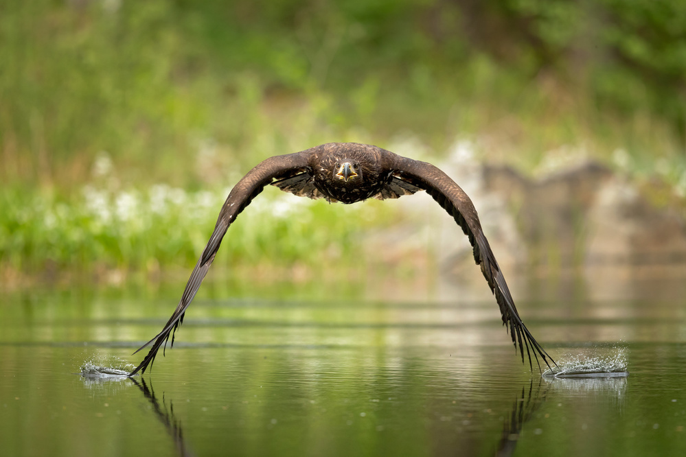 White-tailed eagle von Milan Zygmunt