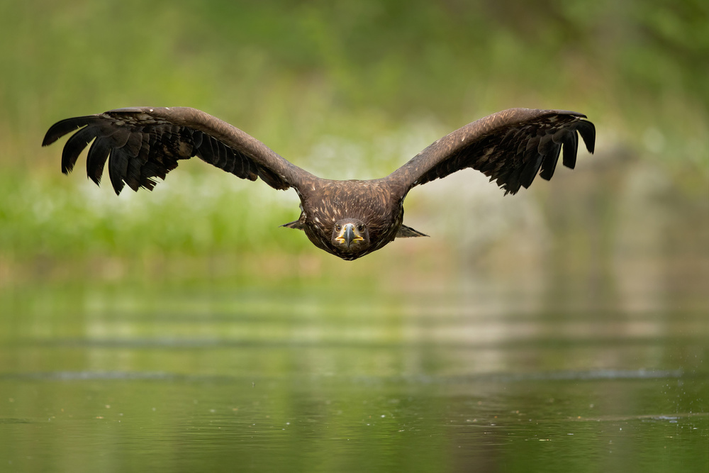 White-tailed eagle von Milan Zygmunt