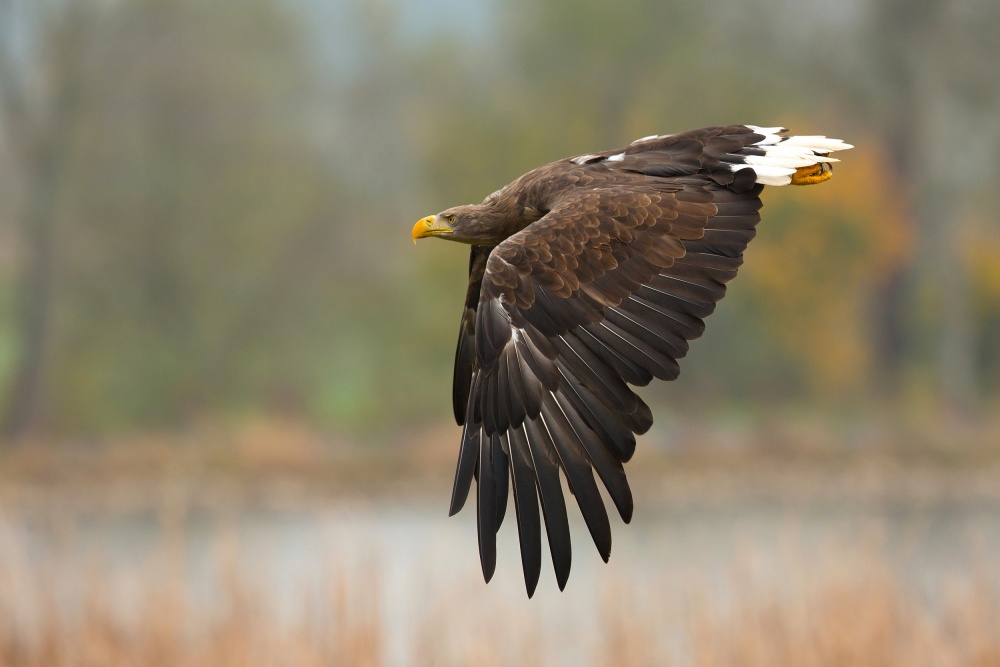 White-tailed eagle von Milan Zygmunt