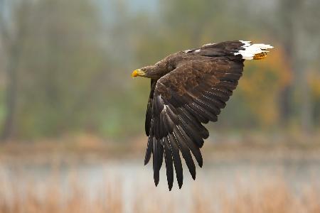 White-tailed eagle