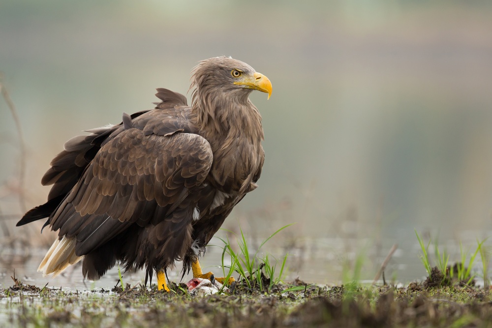 White-tailed eagle von Milan Zygmunt