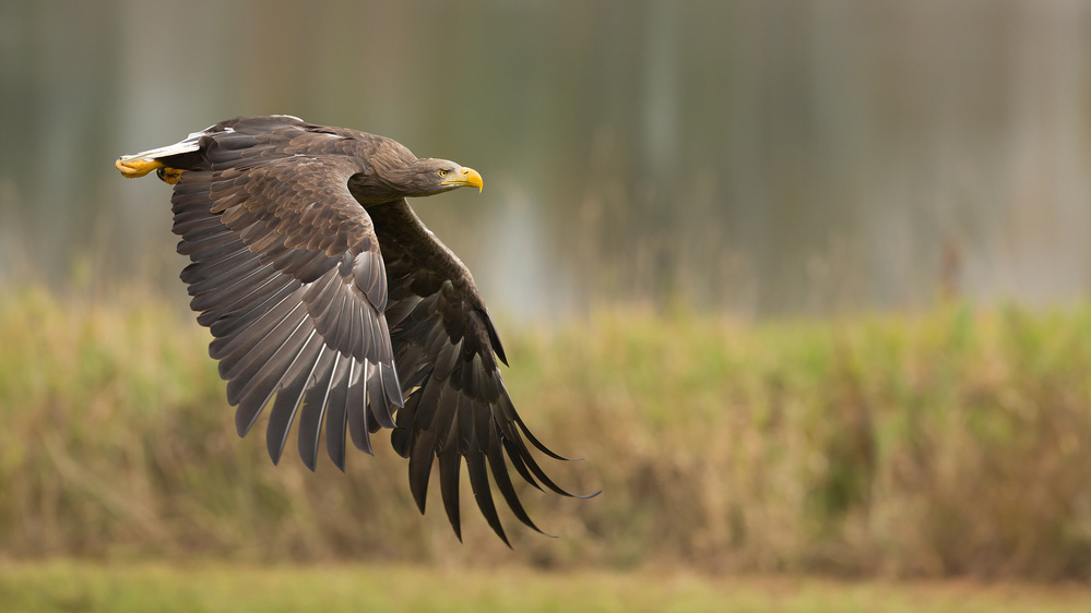 White-tailed eagle von Milan Zygmunt