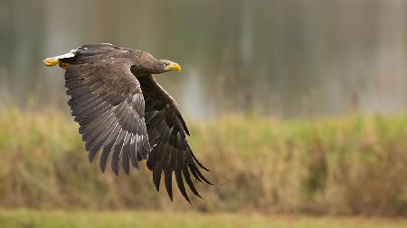 White-tailed eagle