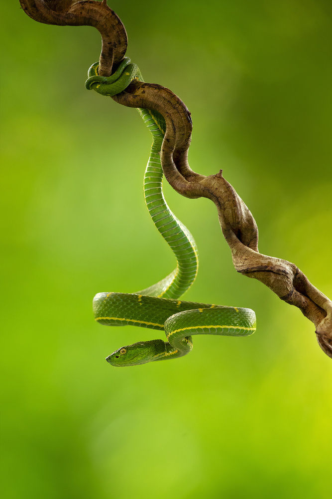 Side-striped Palm Pitviper von Milan Zygmunt