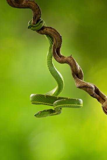 Side-striped Palm Pitviper