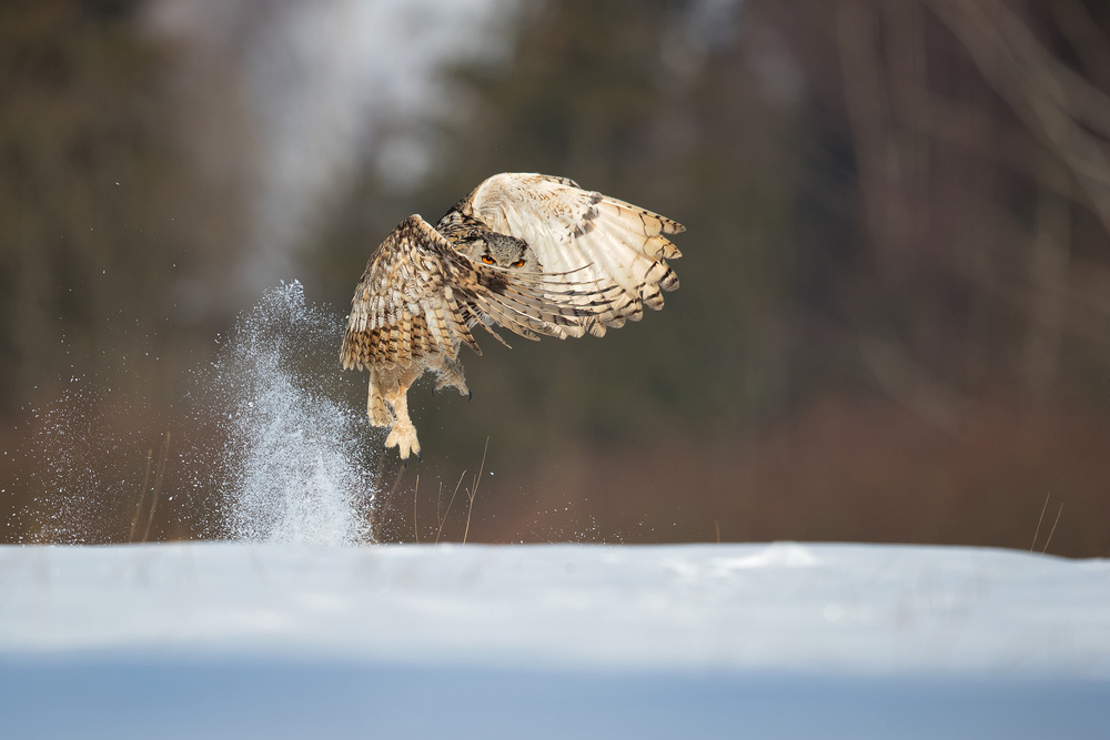 Siberian eagle owl von Milan Zygmunt