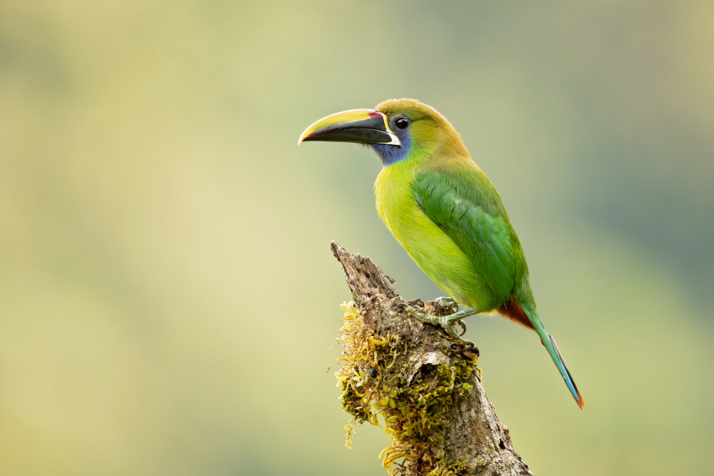 Emerald toucanet von Milan Zygmunt