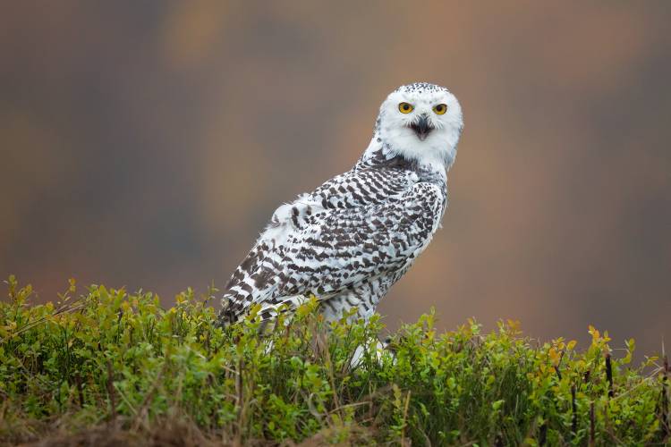 Snowy Owl von Milan Zygmunt