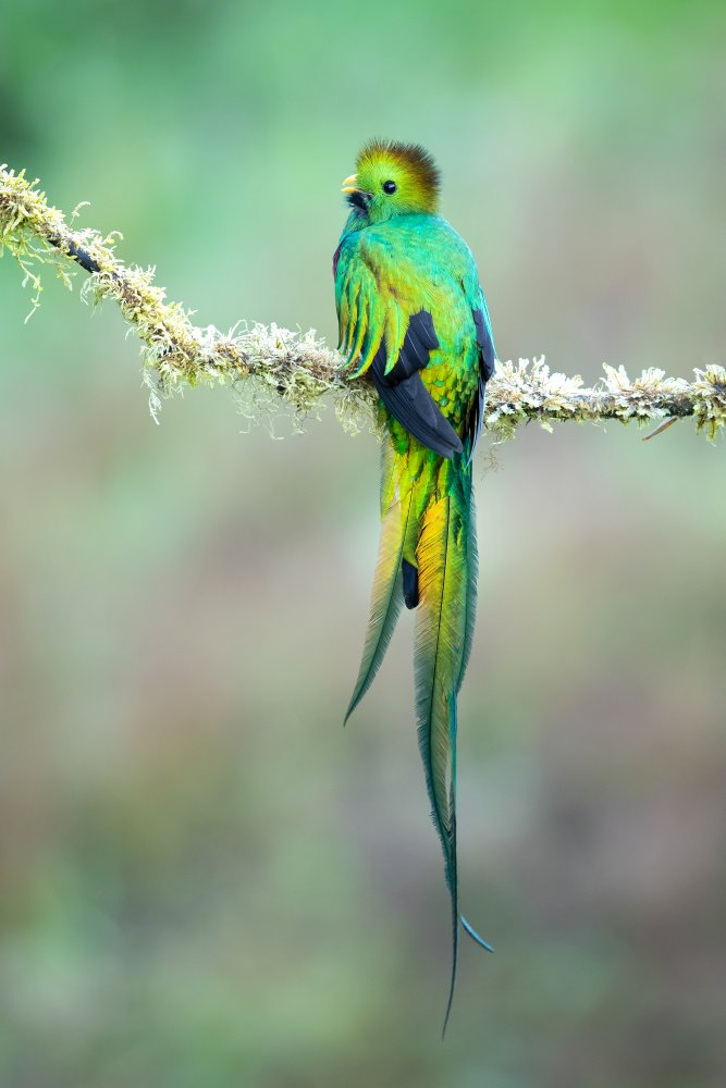 Resplendent quetzal von Milan Zygmunt