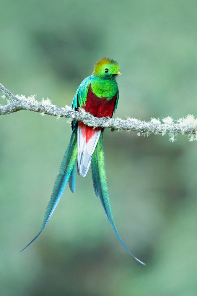 Resplendent quetzal von Milan Zygmunt