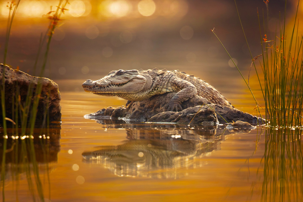 Mugger crocodile von Milan Zygmunt