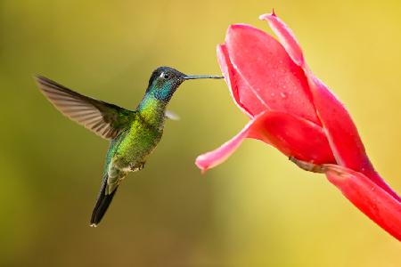 Talamanca hummingbird