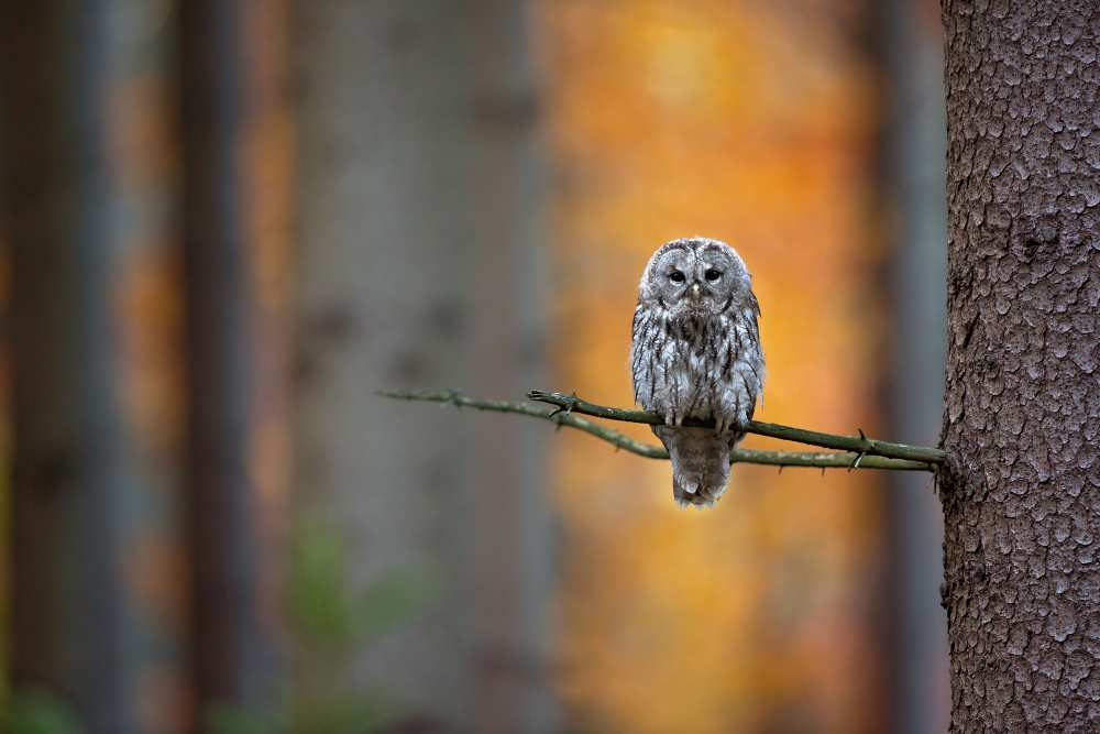 Tawny Owl von Milan Zygmunt