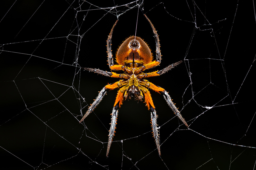 Tropical orb weaver von Milan Zygmunt