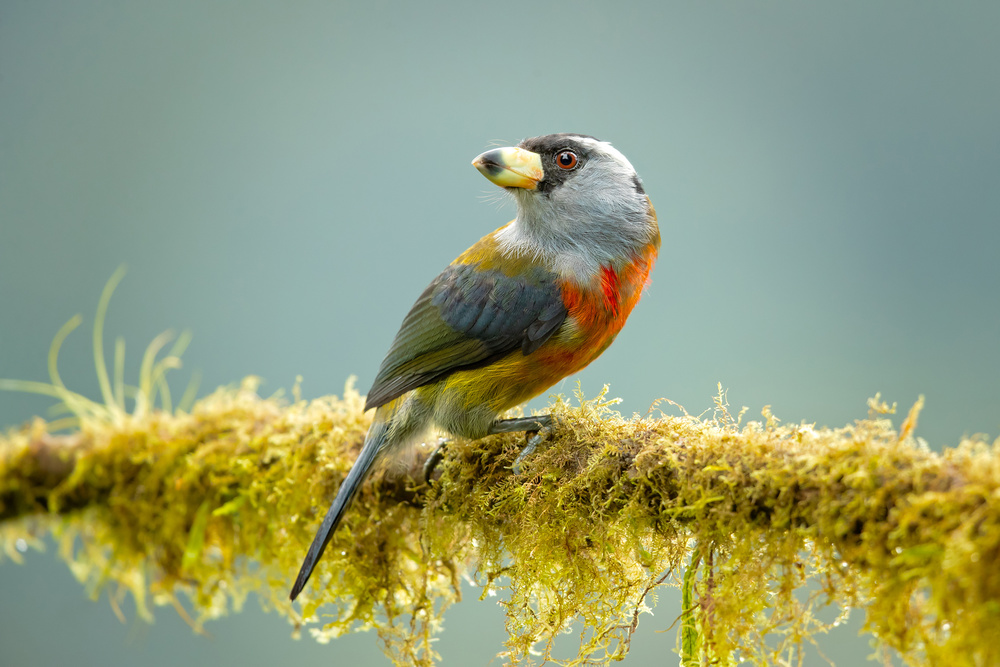 Toucan barbet von Milan Zygmunt