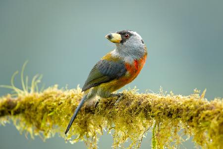 Toucan barbet