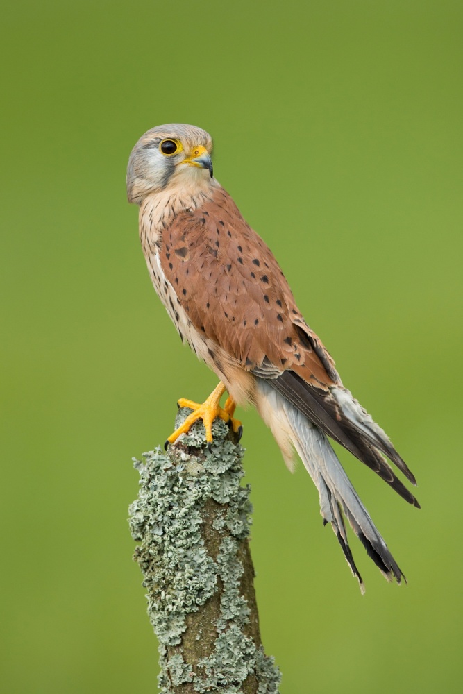 Common kestrel von Milan Zygmunt