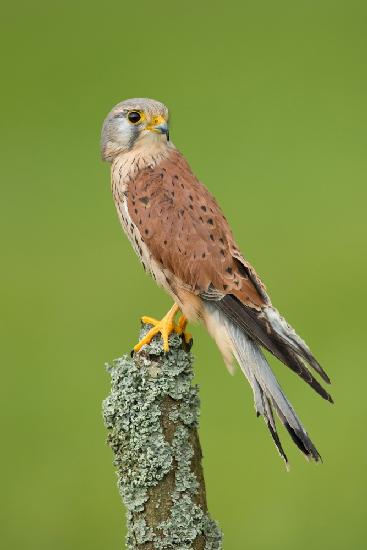 Common kestrel