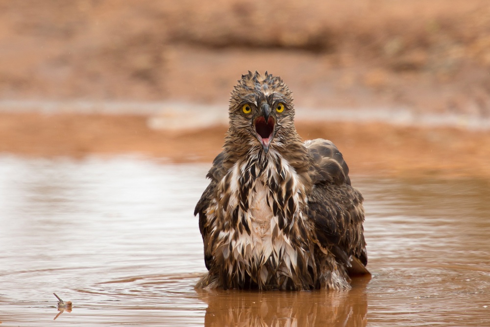 Changeable hawk-eagle von Milan Zygmunt