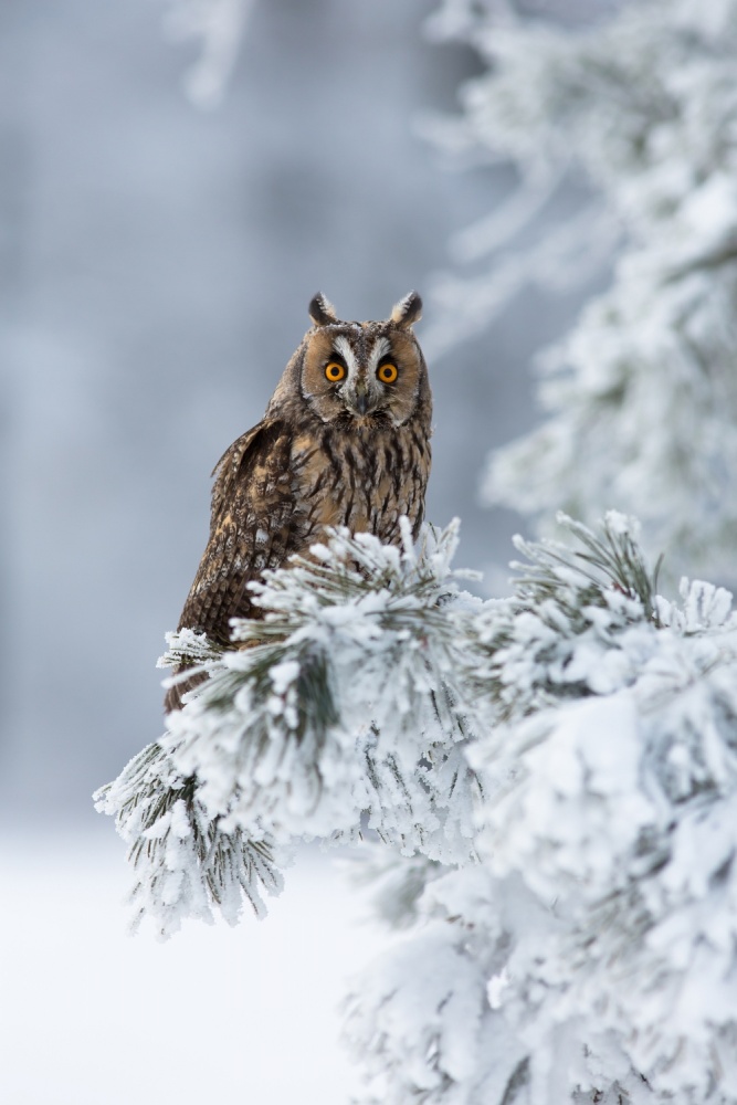 Long-eared owl von Milan Zygmunt