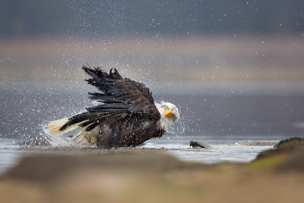 Bald Eagle von Milan Zygmunt