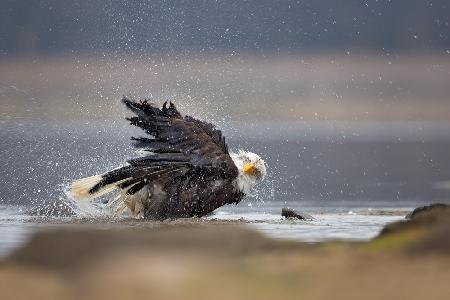 Bald Eagle