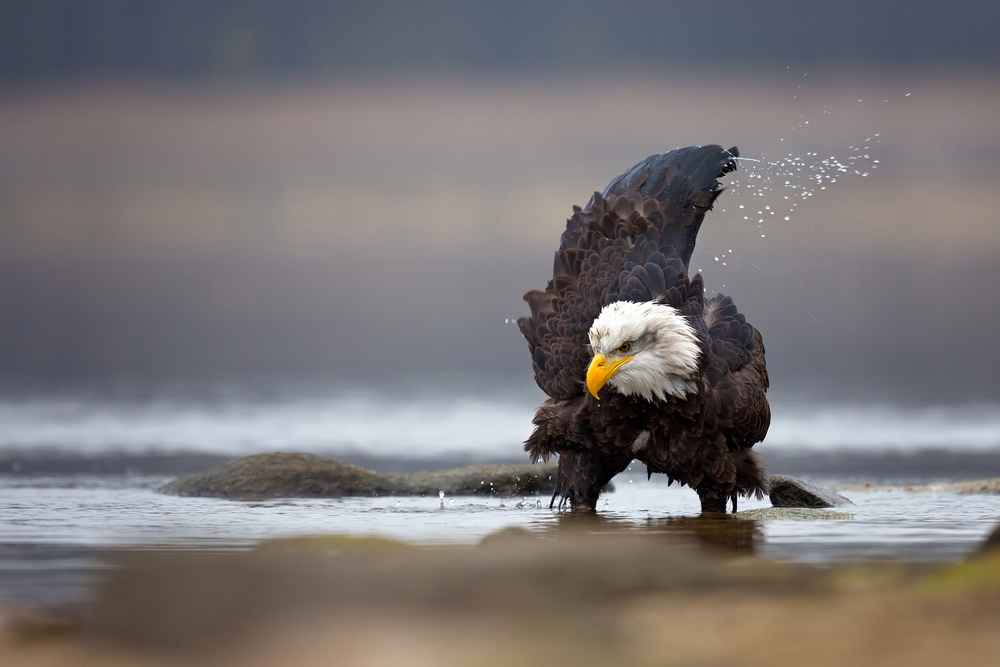 Bald Eagle von Milan Zygmunt