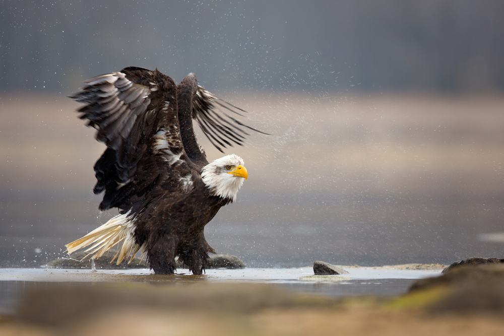 Bald Eagle von Milan Zygmunt