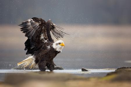 Bald Eagle