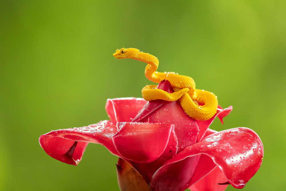 Eyelash Viper von Milan Zygmunt