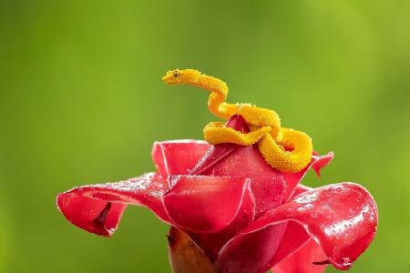 Eyelash Viper