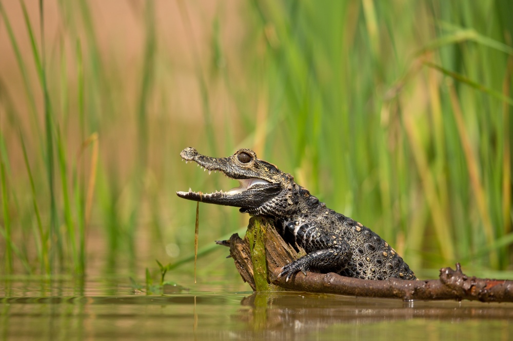 Dwarf crocodile von Milan Zygmunt