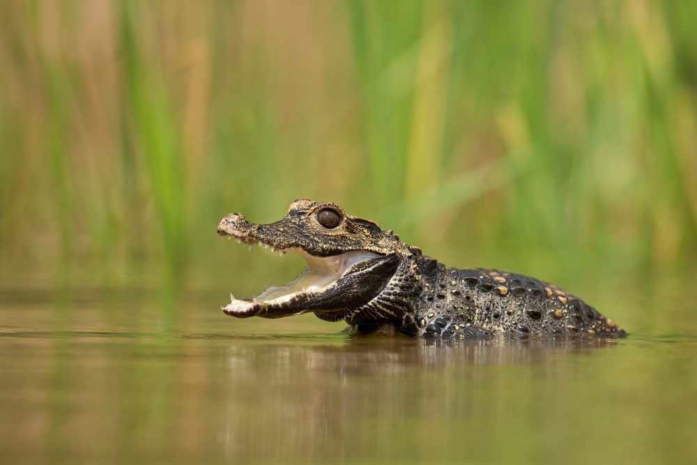 Dwarf crocodile von Milan Zygmunt