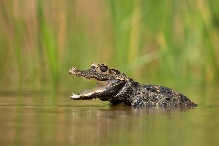 Dwarf crocodile