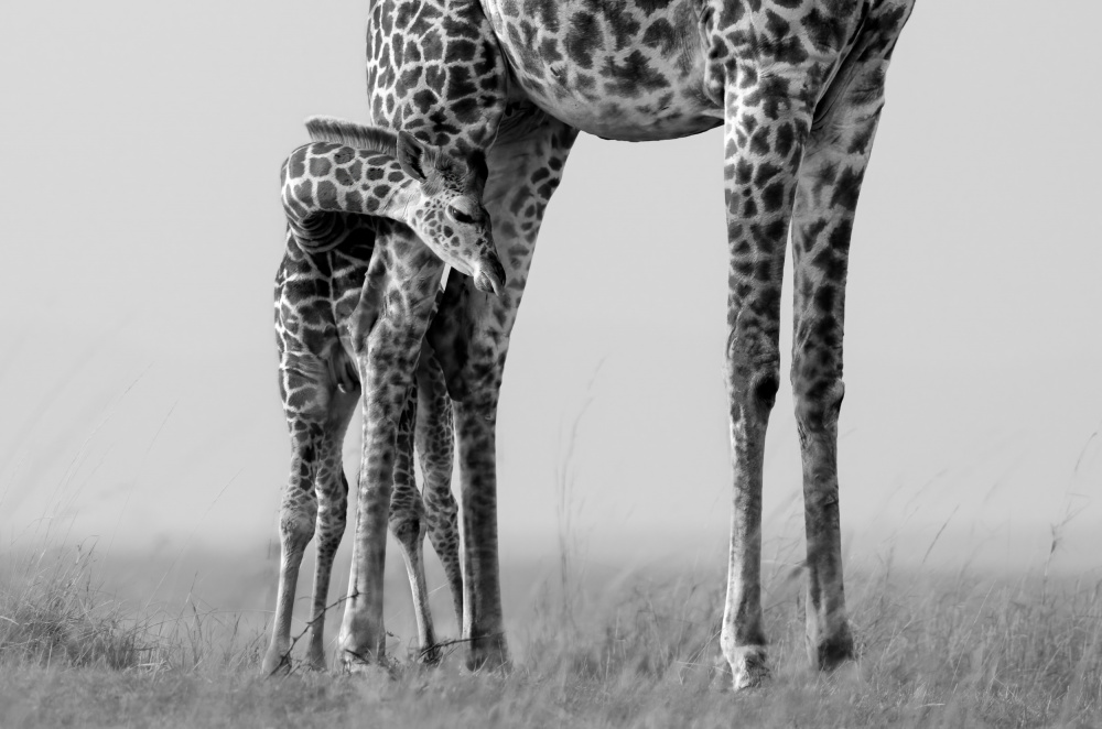 Baby and Mum von MIN LI