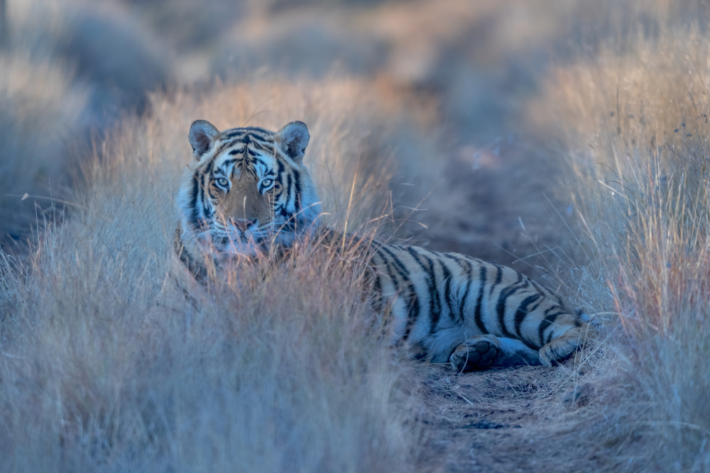 Cool Morning Tiger von MIN LI