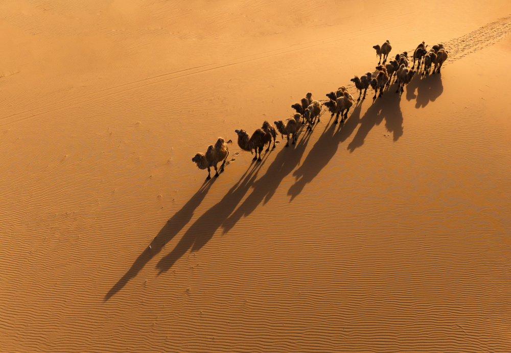 The Camel and the Shadow von MIN LI