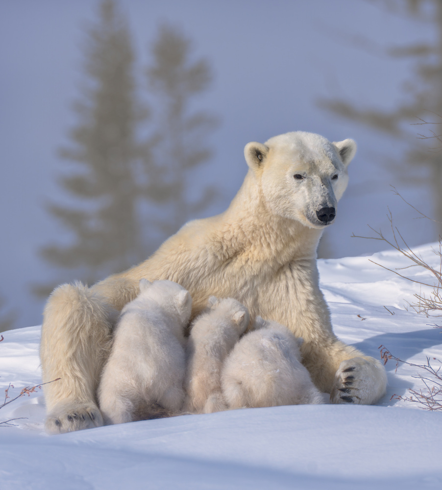 Polar Bear Mum and Triplet von MIN LI