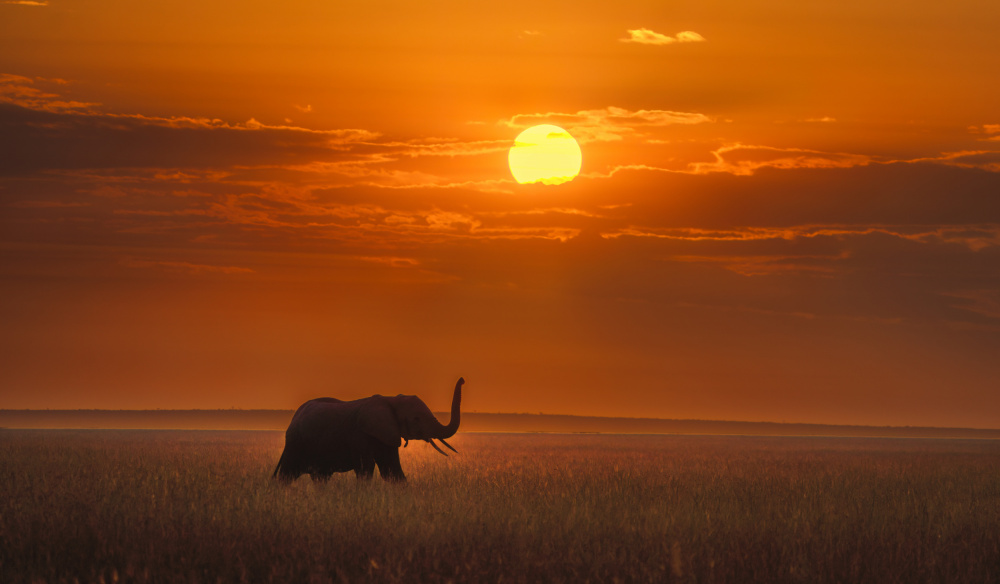 Elephant in the sunrise von MIN LI