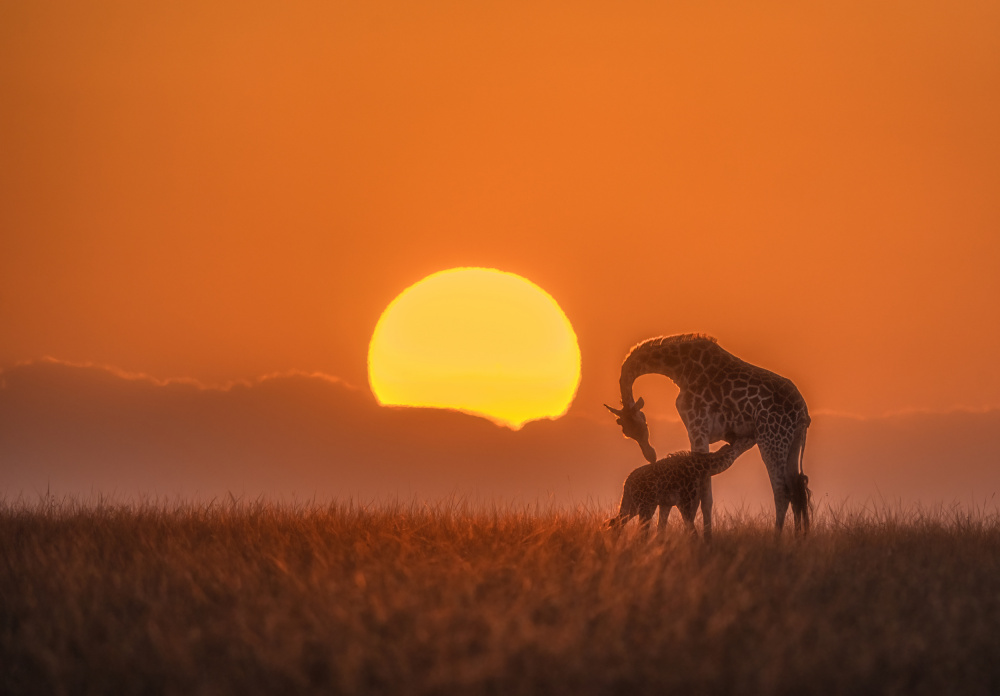 Feeding von MIN LI