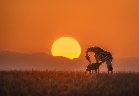 Feeding