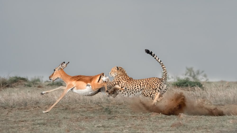 Cheetah is catching a thomson von MIN LI