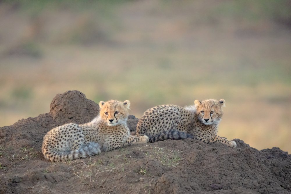 Cheetah cubs von MIN LI