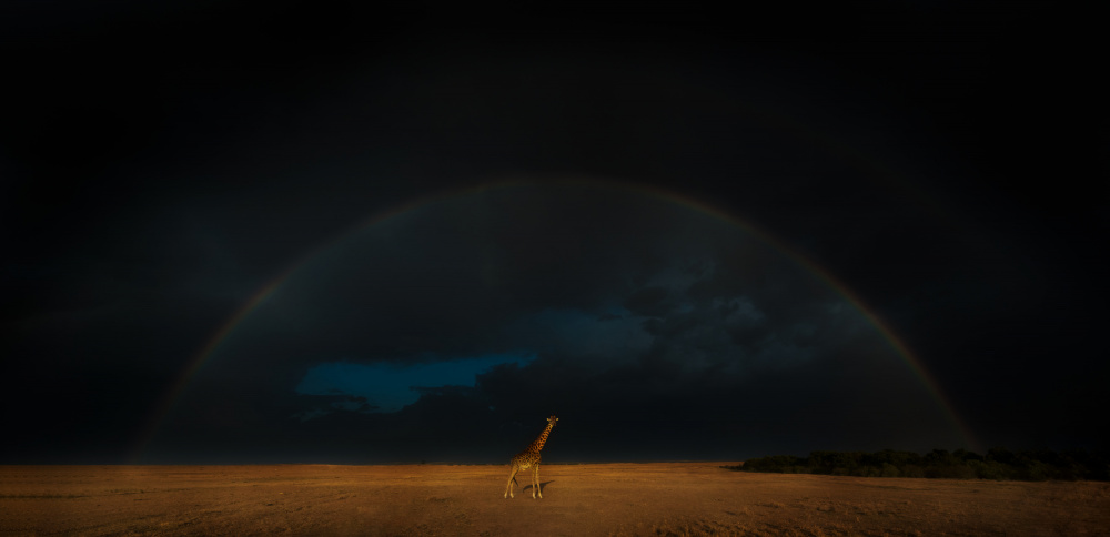 Giraffe and Rainbow von MIN LI