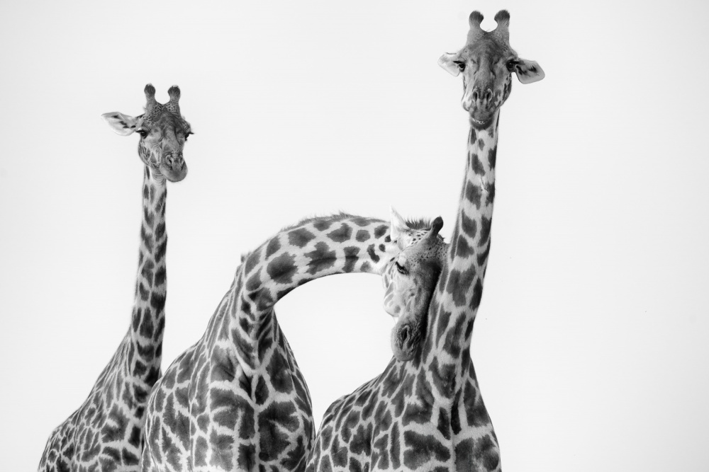 Giraffe Family von MIN LI