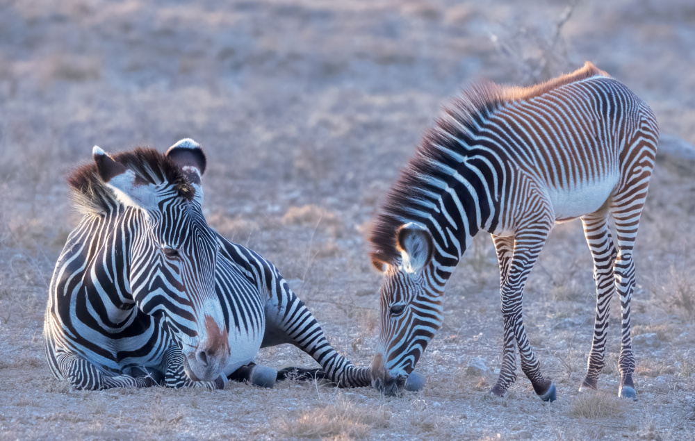 Grevy Zebra Mum and Baby von MIN LI