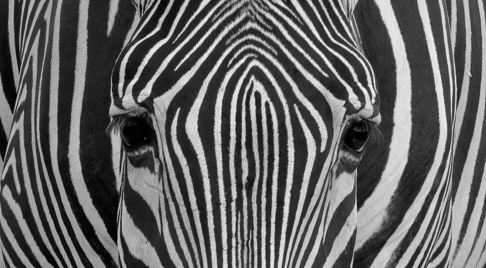 Grevy Zebra von MIN LI