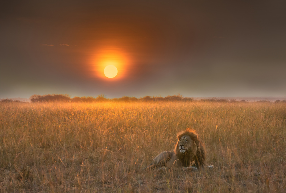 Lion King von MIN LI