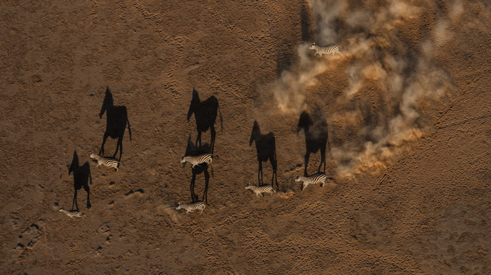 Running Zebras von MIN LI